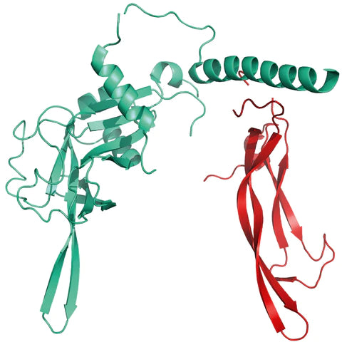 Protein:	pro-TGF-beta 1, His-tag